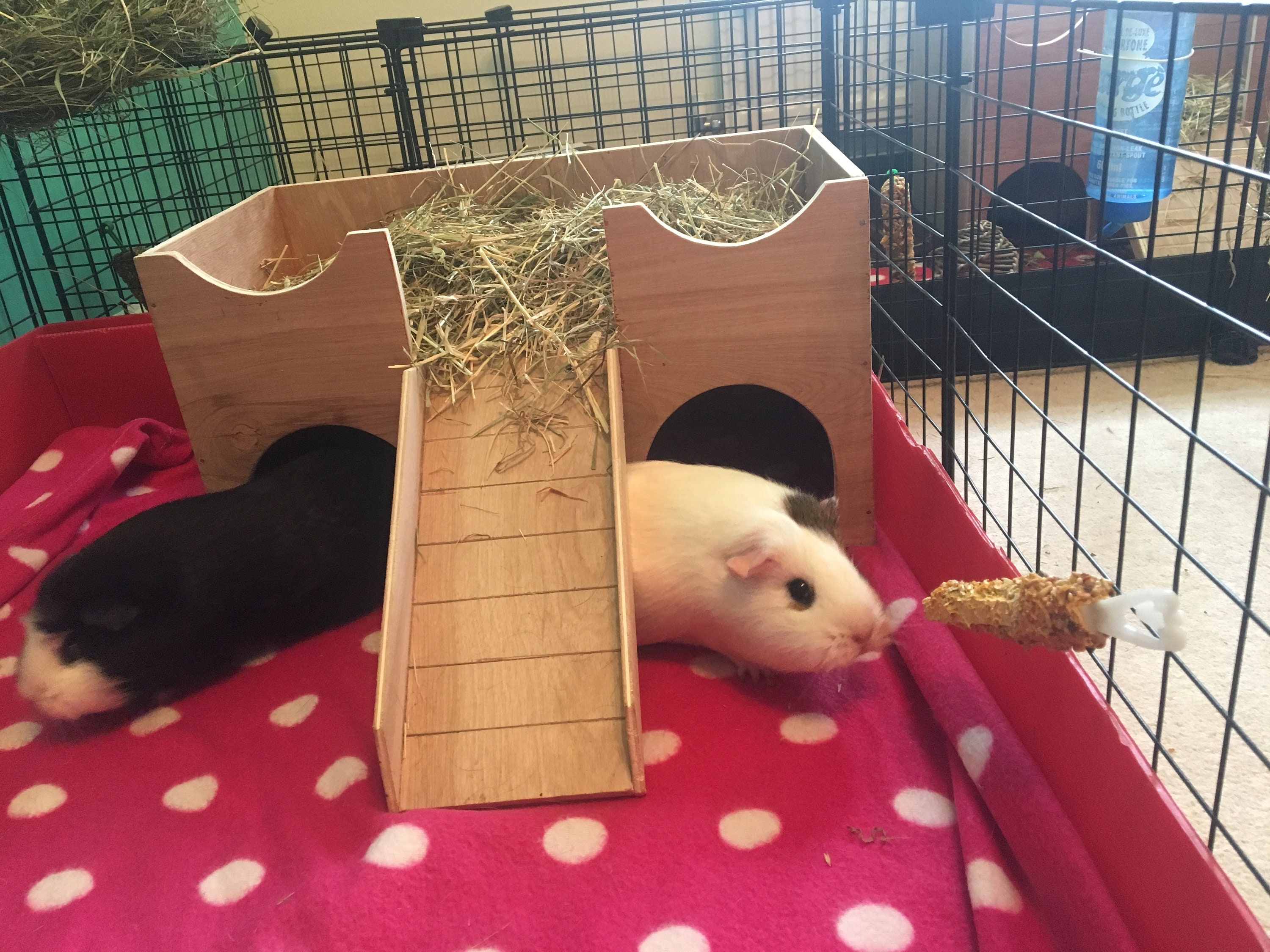 Guinea Pig/Small Animal Hideout Shelter Castle Etsy