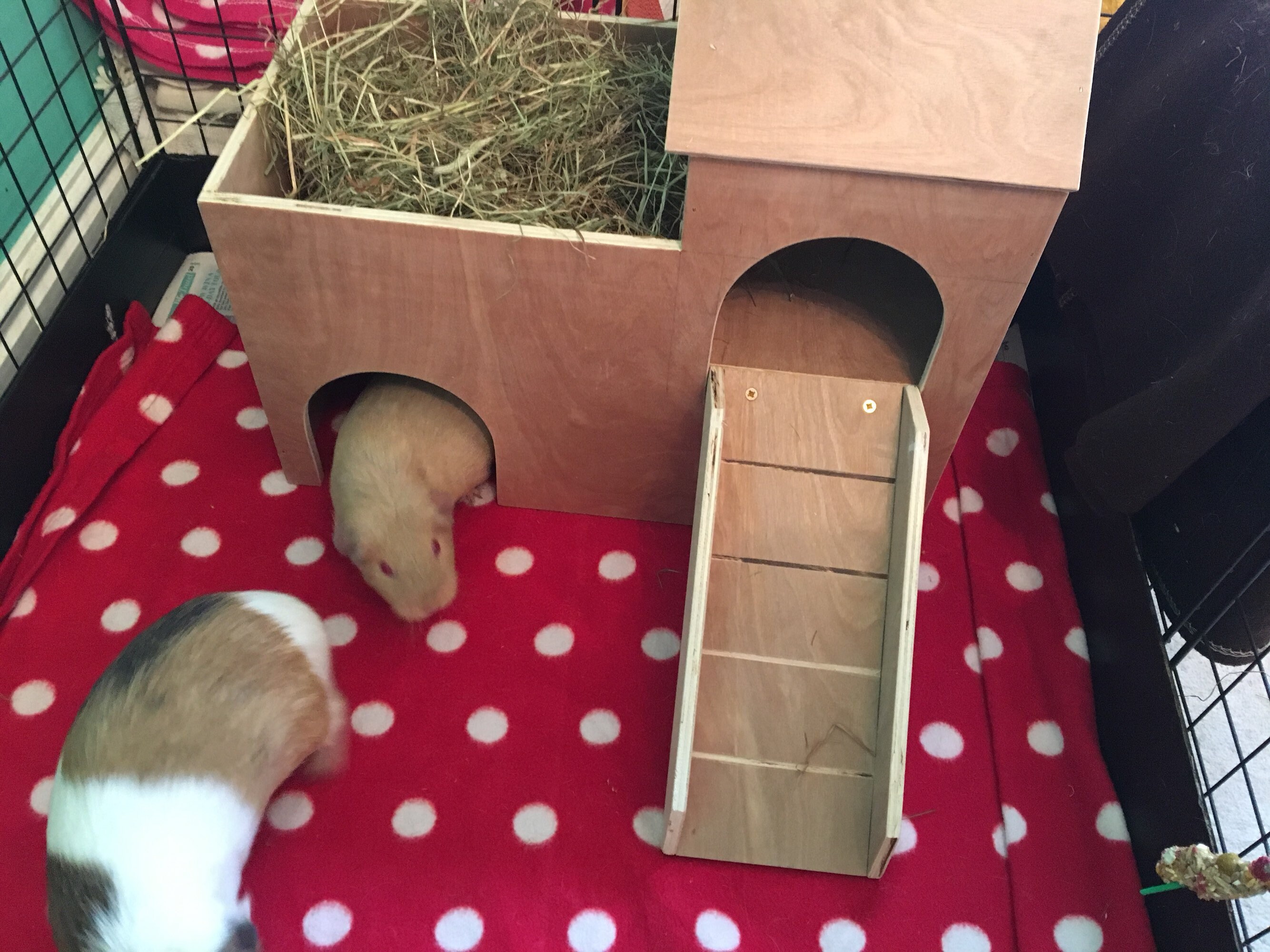 Guinea Pig/Small Animal Hideout Shelter Castle Etsy