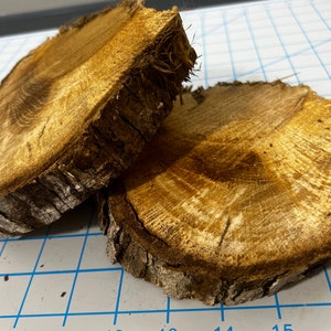 Rough cut dried oak tree slice, tree slices, oak wood