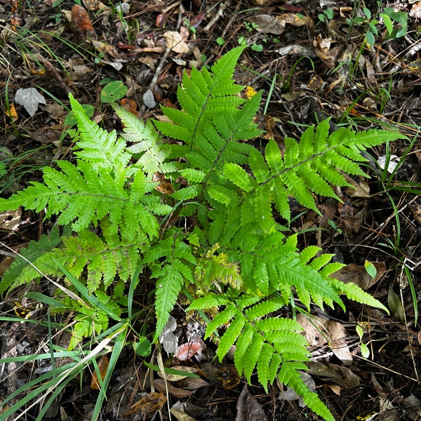 Southern Lady Fern