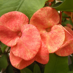 May include: Close-up of vibrant orange-red flowers with a speckled pattern, surrounded by green leaves. The petals have a heart-like shape, and the center of each flower is a darker shade of red. The image showcases the beauty of nature.