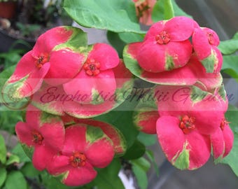 May include: A cluster of Euphorbia milii flowers featuring vibrant pink petals with variegated light green edges. The small, rounded blossoms have a central orange-red structure. The text Euphorbia Milii Garden is overlaid across the center.