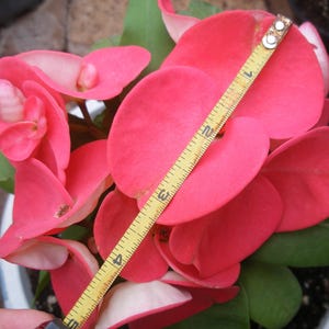 New Euphorbia Milii CROWN OF THORNS &#39;Chompo Sethee&#39; Corona de Cristo Poysean Succulents Tropicals