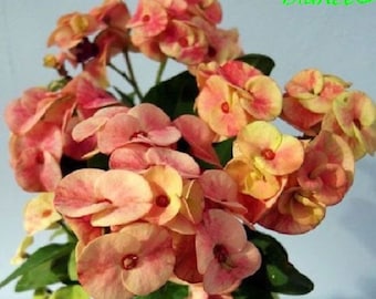 Euphorbia Milii CROWN OF THORNS 'Blance' Corona de Cristo Nicely branching Large Flowering Variety