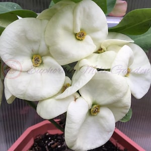 Euphorbia Milii SIAM WHITE Crown of Thorns Corona de Cristo Succulent Cactus Houseplant