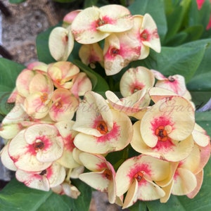 New CROWN OF THORNS Euphorbia Milii Coronas de Cristo &#39;Chakiro&#39; Cactus/Succulents Tropicals