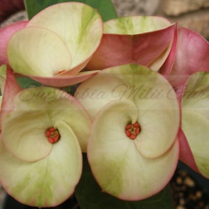 Rare Euphorbia Milii BLACK DIAMOND Crown of Thorns Corona de Cristo Outdoor Garden Cactus/Succulent