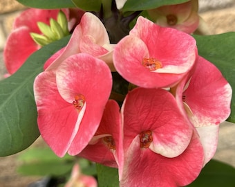 Euhorbia Milii Crown Of Thorns "Frosted Petal" Corona de Cristo Large blooming Variety