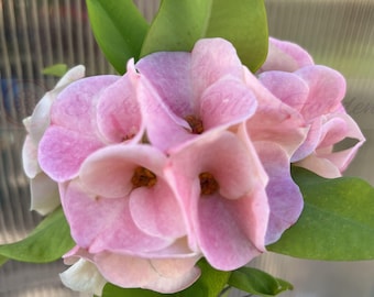 Live Crown of Thorns Plant - Corona de Cristo - Thai Hybrid Euphorbia Milii WHISPERING ANGEL
