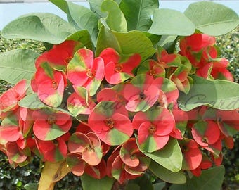 CROWN OF THORNS Red Millionaire Euphorbia Milii Corona de Cristo Thai Hybrid Large Flowers