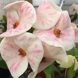 Crown of Thorns Orchid Euphorbia Milii &#39;Chakiro&#39; - Bare Root Tropical Succulent