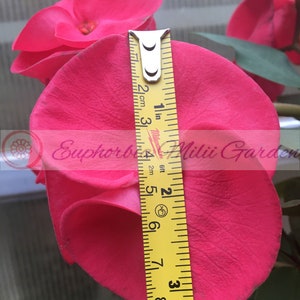 New Super Giant CROWN OF THORNS Euphorbia Milii  'Sethee Muang Thai' Corona de Cristo  Succulent Rare