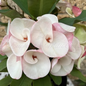 New Release Euphorbia Milii Crown of Thorns BABY&#39;S BREATH Thai Hybrid Corona de Cristo Succulent