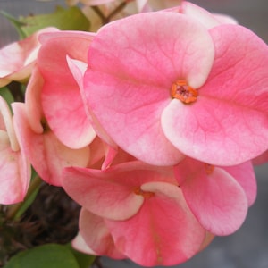 New! CROWN OF THORNS Euphorbia Milii  &quot;Bella&quot; Corona de Cristo  Succulent Tropicals