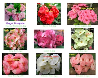 Euphorbia Milii Cuttings: Crown of Thorns Plant – Assorted Colors (4 Unrooted) Set C