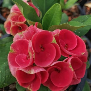 Rare Thai Euphorbia Milii RUAY CHANGLOEI Crown of Thorns Corona de Cristo Succulent Cup Flower