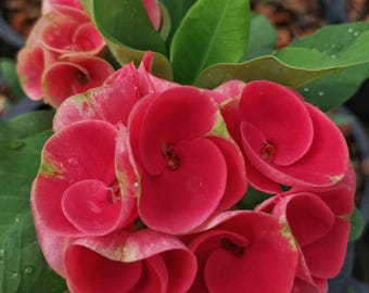 Thai Euphorbia Milii RUAY CHANGLOEI Crown of Thorns Plant – Blooming Red Cupped Flowers