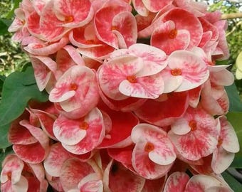 Crown of Thorns 'Make A Wish' Plant: Pink Bicolor Blooms, Tropical Succulent