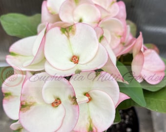 Euphorbia Milii 'Charoen Lap' Thai Hybrid Plant: Large Pastel Flowers, Compact-growing, Branching variety