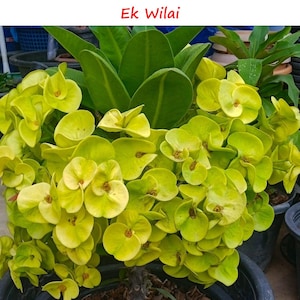 Rare CROWN OF THORNS Euphorbia Milii &#39;EakVilai&#39; Collector&#39;s Collection