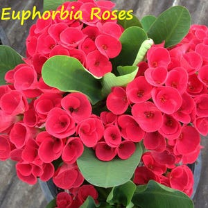 EUPHORBIA MILII Crown of Thorns &#39;Euphorbia Roses&#39; Corona de Cristo Succulent Thai Hybrid