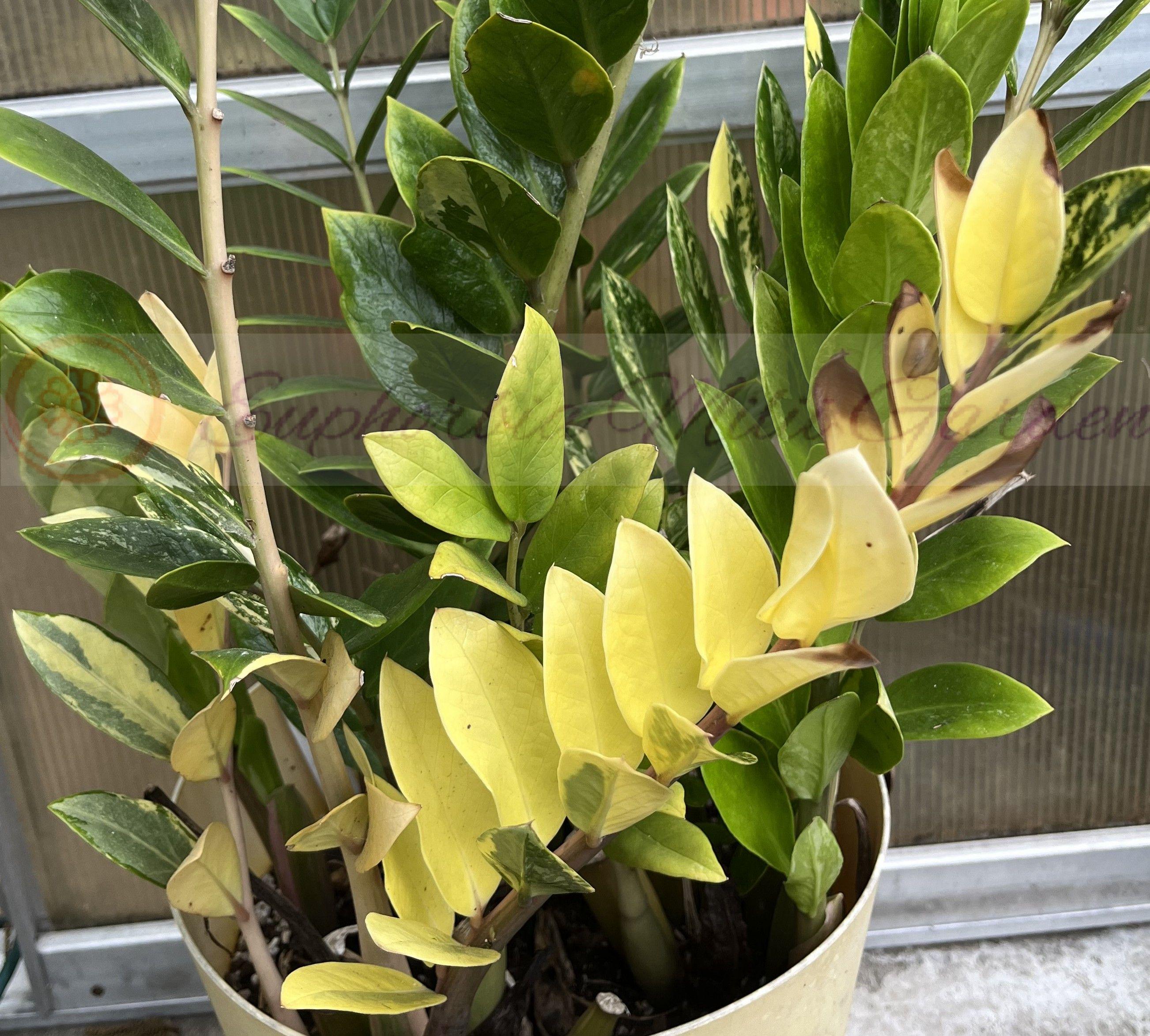 Zamiifolia - Etsy sterreich