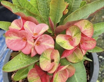 May include: A potted Euphorbia milii plant featuring variegated pink and green bracts with small orange centers and elongated green leaves. The text Winter color is visible in the upper right corner of the image.