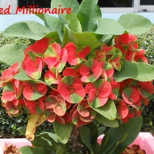 Rare Euhorbia Milii Crown Of Thorns RED MILLIONAIRE Corona de Cristo Thai Hybrid