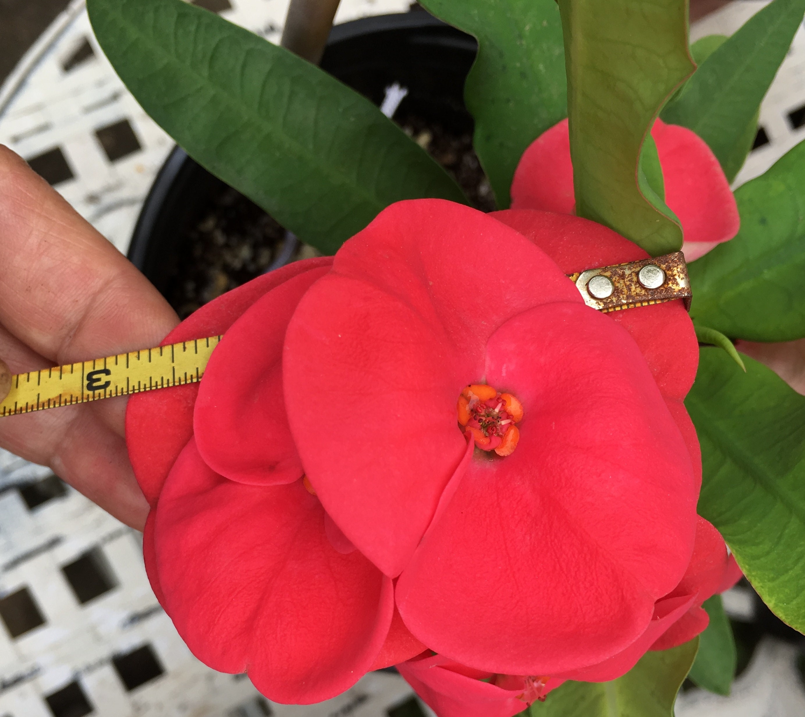 Euphorbia Milii Rot Stecklinge 15 cm Schneiden Sukkulenten Plant Buy 2 Get 1 Euphorbia Milii Rot Stecklinge 15 cm Schneiden Sukkulenten Plant Buy 2 Get 1