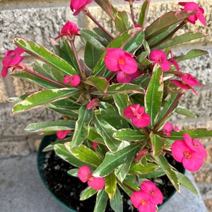 CROWN OF THORNS Euphorbia Milii Variegated ‘Pink charm” Cactus Succulent Tropicals Collector&#39;s