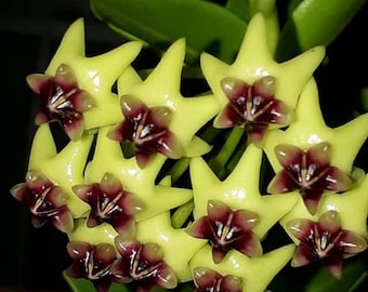 Hoya Cummingiana Porcelain Flower Indoor/Outdoor Plant Well-sized, Fragrant Flowers
