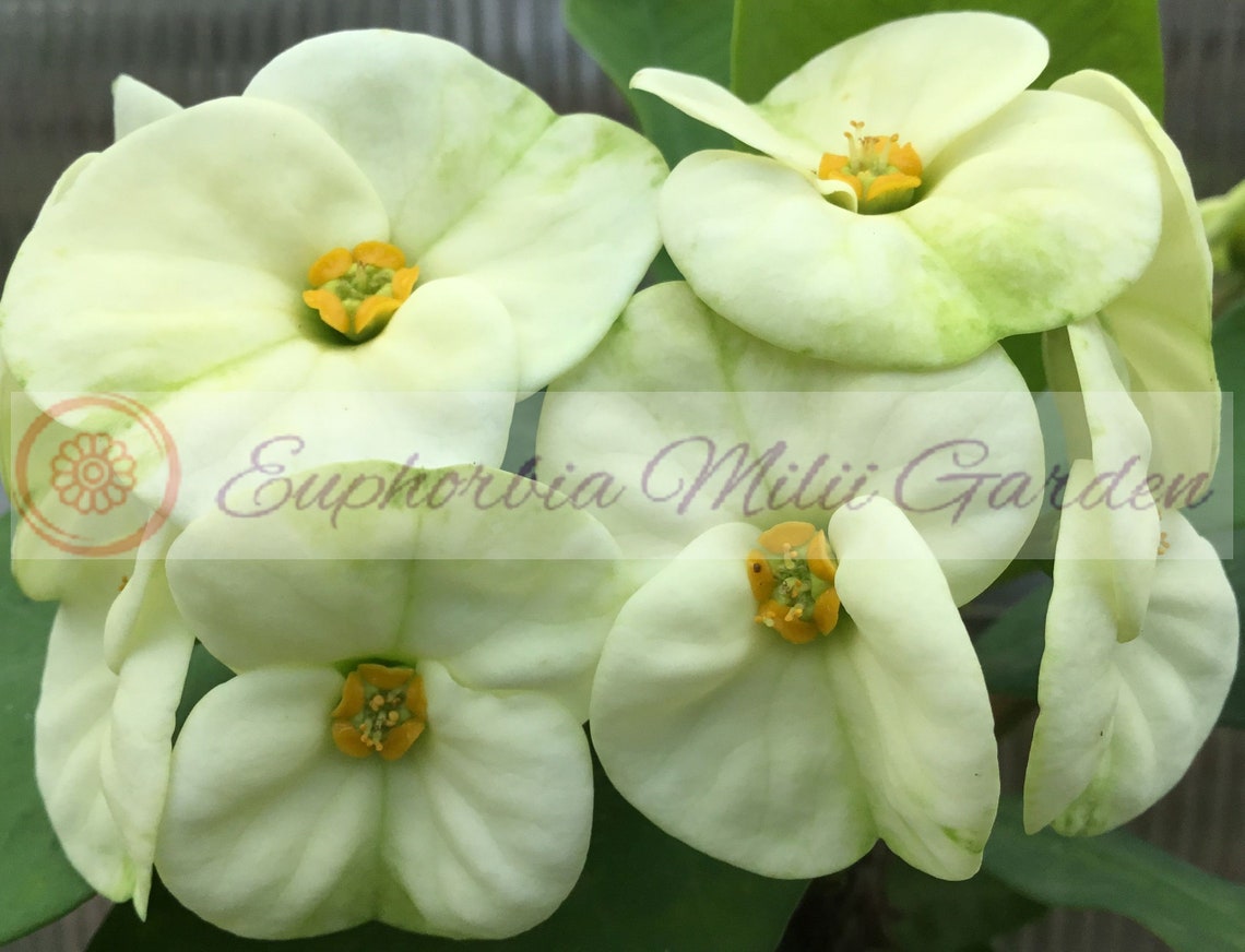 Sale Euphorbia Milii CROWN OF THORNS 'Fuji White' | Etsy