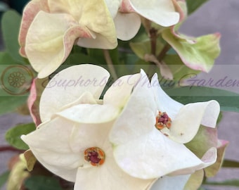 Euphorbia Milii ANGEL ROCK Crown of Thorns Coronas Thai Hybrid Rare Collection