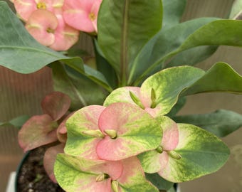 Euhorbia Milii Corona de Espinas Corona de Cristo Híbrido tailandés "Rosa loco" Flores grandes