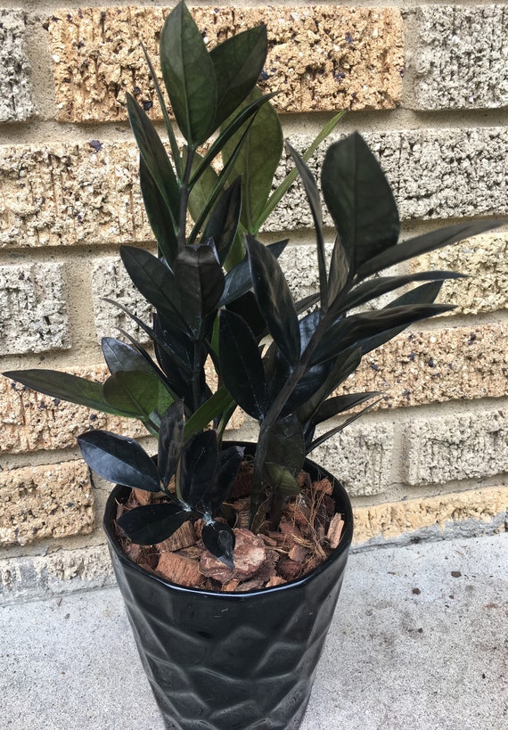 Zz Plant Black Raven Zamioculcas Zamiifolia Succulent Aroid Etsy
