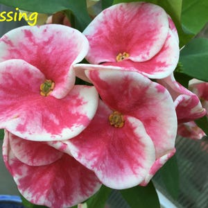 Thai Crown of Thorns Plant: Euphorbia Milii &#39;Blessing&#39; - Pink Blooms