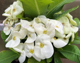 Euphorbia Milii SIAM WHITE Crown of Thorns Corona de Cristo Succulent Cactus Houseplant