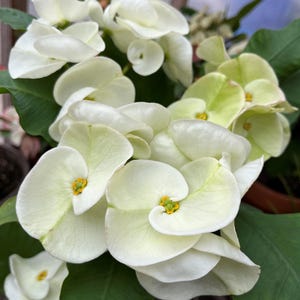 New Premium Thai Hybrid Euphorbia Milii Crown of Thorns MOONLIGHT JADE Corona de Cristo