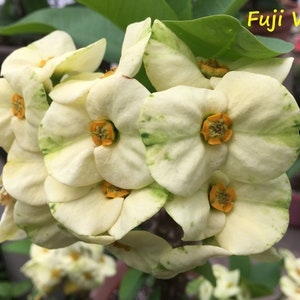 Thai Euphorbia Milii CROWN OF THORNS &#39;Fuji White&#39; Corona de Cristo Cactus/Succulents