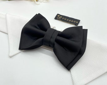 May include: Black bow tie on a white shirt collar with a gold label that says "TUXEDOG".