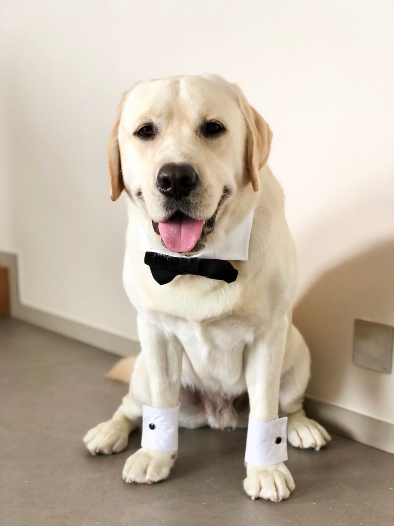 Hund Hochzeit Tuxedo Fliege Manschetten Etsy