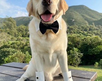 May include: A white Labrador Retriever dog wearing a white collar with a black bow tie and white cuffs on its paws. The dog is sitting on a wooden table with a green grassy background.