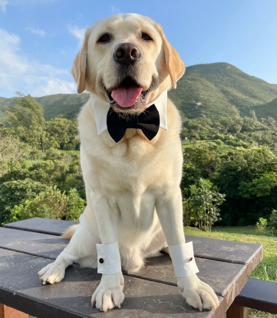 Dog bow tie and cuff set sales