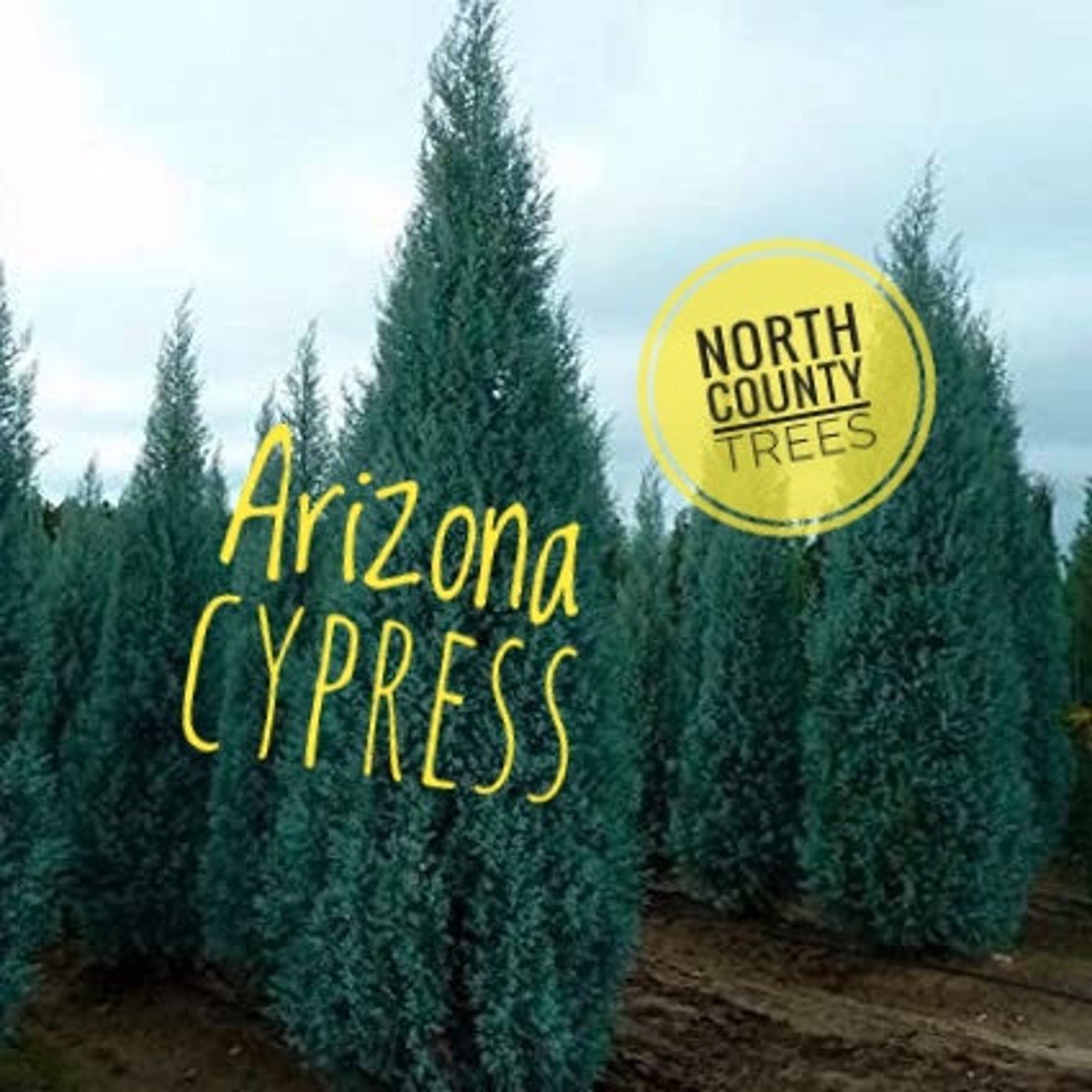Cypress tree seeds Arizona Cypress Cupressus Arizonica From Etsy