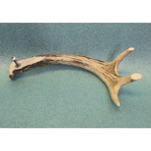 Pode incluir: Um puxador de móvel em chifre de veado curvo, de cor castanho-claro, com uma superfície natural texturizada e um acabamento envelhecido em castanho-escuro. O puxador inclui um parafuso de metal prateado e uma pequena anilha de latão na extremidade plana.