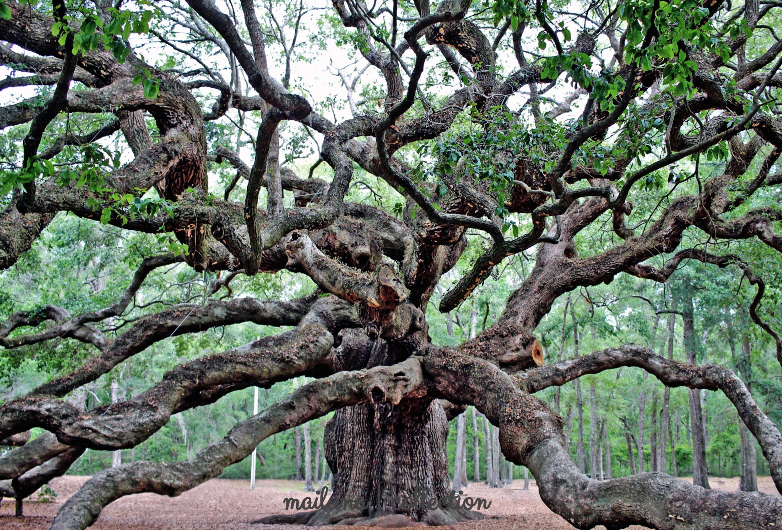Angel Tree Photography Print Nature Prints Wall Art  Etsy