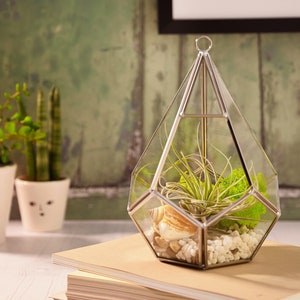 May include: A clear glass geometric terrarium with a silver metal frame, containing a green air plant, moss, and white stones. The terrarium is sitting on a stack of brown books.