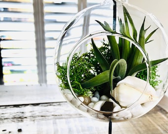 DIY terrarium air plant kit, glass with a stand. Air plant in glass terrarium. Hanging glass air plant. Open terrarium.  Terrarium kit