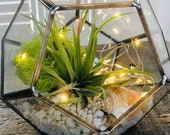 DIY Geometric Pentagon Glass Terrarium, Air Plant. Bronze. DIY terrarium. Gift, Gardner gift, office gift.