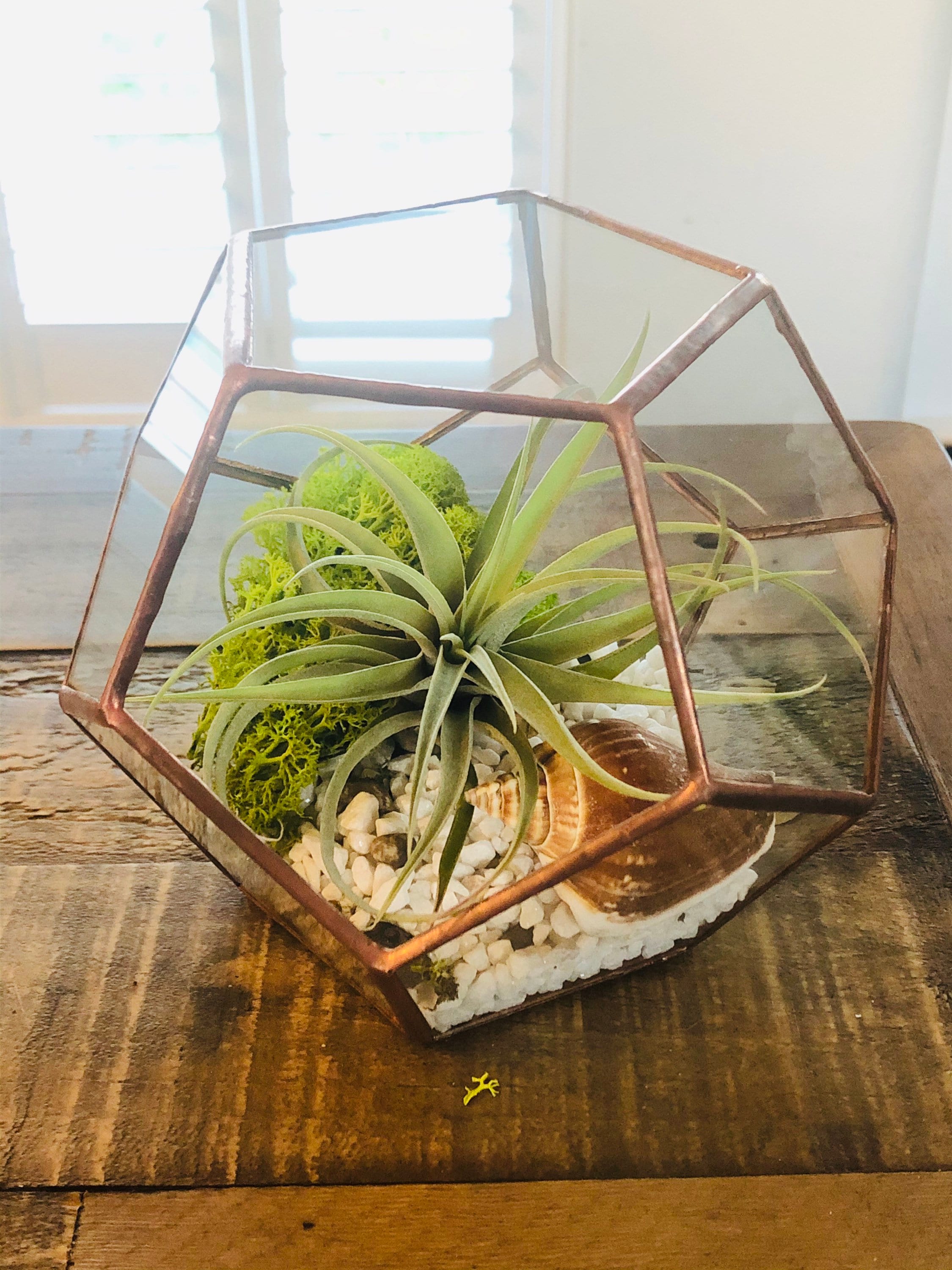 DIY Terrarium Air Plant Kit. Geometric Terrarium Glass Etsy UK